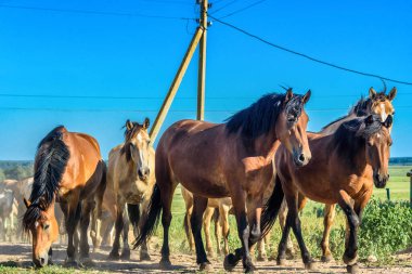 Çiftlikteki at sürüsü gider.