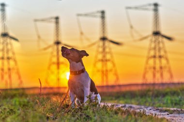 Günbatımında köpek Jack Russell Terrier.