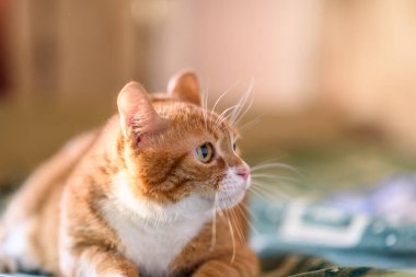 Kırmızı kedi kanepede yatıyor. Yakından çekilmiş..