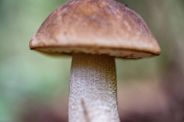 Ormandaki mantar makrosu