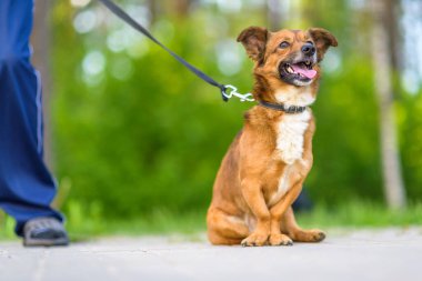 Parkta tasmalı bir köpek gezintisine çıkmış..
