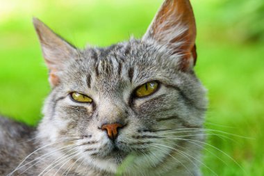 Doğadaki gri bir kedinin portresi.