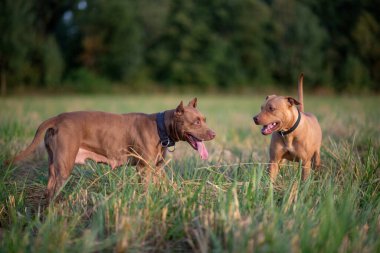 İki Amerikan pitbull teriyeri ormanın yakınındaki bir arazide oynuyorlar..