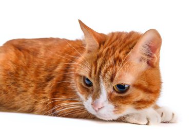 Zencefilli kedi portresine bak