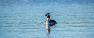 Yalnız bir ördek Chomga suda yüzer. Fotoğraflı yakın plan..