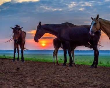 Atlar şafakta otlar.