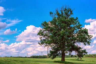 Yeşil tarlada yapayalnız bir ağaç