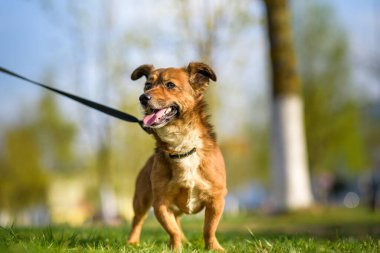 Yazın çimlerin üzerinde tasmalı bir bahçe köpeği portresi.
