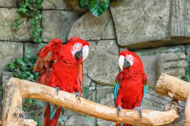 İki papağanın portresi