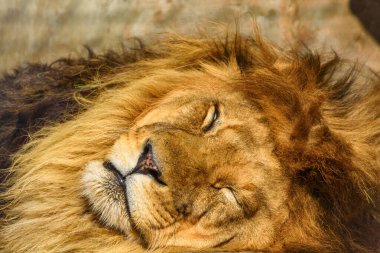 Uyuyan bir aslanın portresi