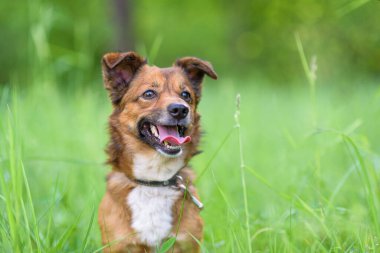 Ormandaki bir köpeğin portresi. Yüksek otların arasında..