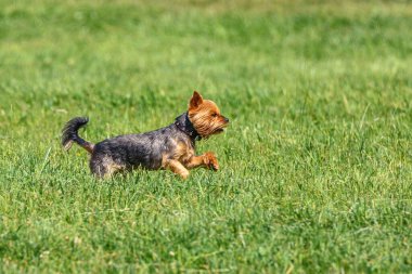Yorkshire Teriyeri Çimlerin üzerinde Çalışıyor