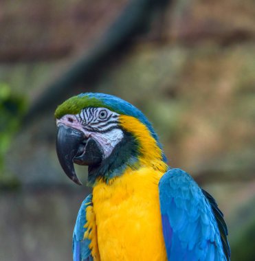 Hayvanat bahçesindeki güzel papağan