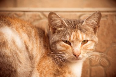 Sokaktaki verandada güzel bir kedi