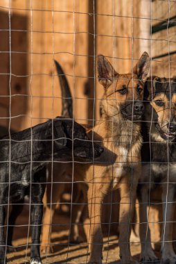 Birçok sokak köpeği bir barınağa hapsedildi..