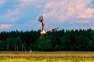 Leylek tarlanın üzerinde uçuyor..
