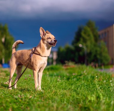 Çayırda yürüyen küçük kahverengi köpeğe bak 