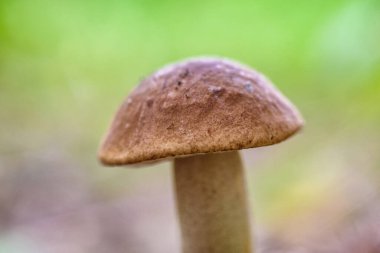 Ormandaki mantar makrosu