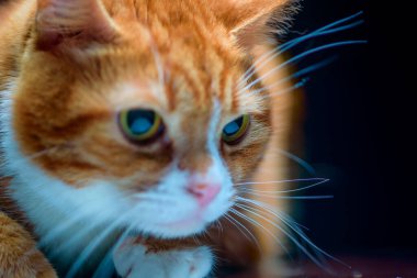 Siyah arka planda bir kedinin portresi