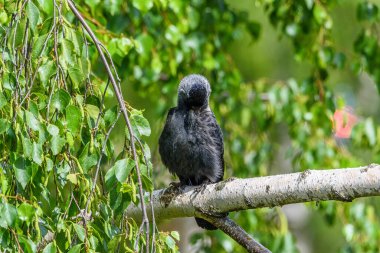 Karga tüyleri temizler. Bir dalda duruyor..