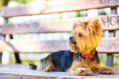 Terrier 'in parktaki görüntüsü. Yakından çekilmiş..