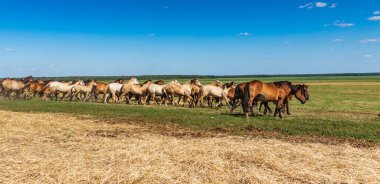 At sürüsü dört nala koşuyor..