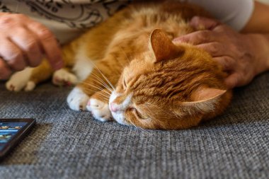 Kırmızı ev yapımı kedi kanepede dinleniyor.