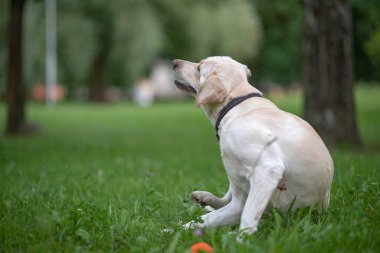 Bir yavru labrador parkta çimlerin üzerinde oturuyor..
