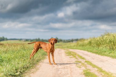 Yakın planda duran bir Macar Vizsla portresi.