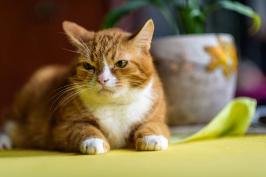 Sarı masada yatan kırmızı kedi..