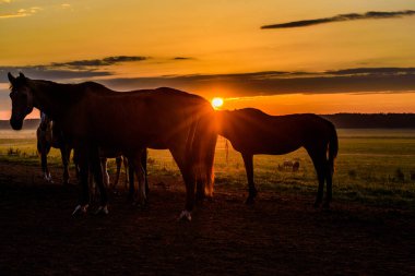 Atlar şafak vakti çayırda otluyor.