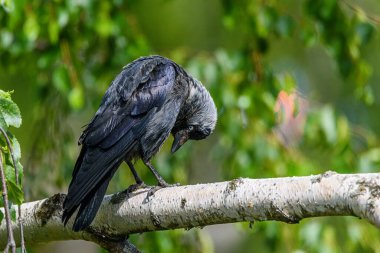 Somurtkan siyah kuzgun yazın bir huş dalında oturur.