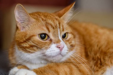 Evcil bir kedinin portresi