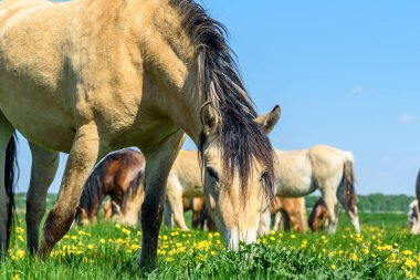 At tarlada karahindiba yiyor.