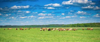 Bir at sürüsü, mavi gökyüzünün ve güzel bulutların altında, yaz otlaklarında otlar..
