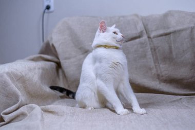 Beyaz evcil bir kedinin portresi