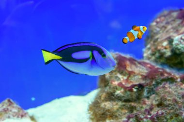 Akvaryumdaki güzel balıklar