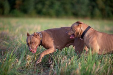 İki Amerikan pitbull teriyeri ormanın yakınındaki bir arazide oynuyorlar..