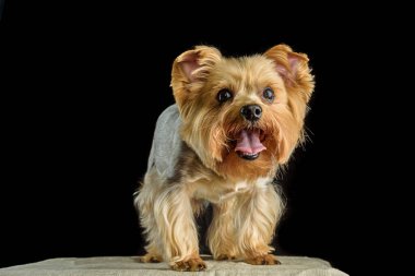 Stüdyoda siyah arka planda kırmızı bir köpeğin portresi.