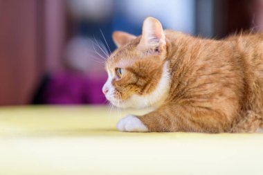 Sarı masada yatan kırmızı kedi..