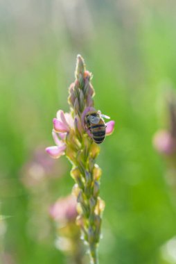 Bir arı çiçeğin içinde nektar toplar..