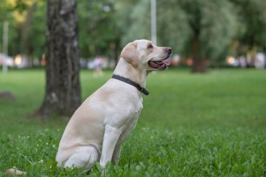 Bir yavru labrador parkta çimlerin üzerinde oturuyor..