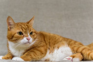 Stüdyoda gri arka planda kızıl bir evcil kedinin portresi..