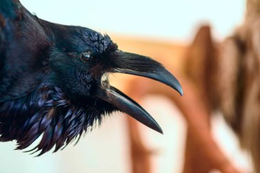 Doldurulmuş kuş yaklaş..