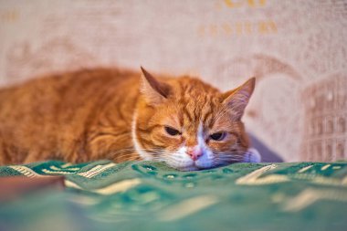 Kanepede yatan bir kedi yakın plan çekilir..