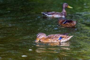 Ördek gölde yüzüyor.