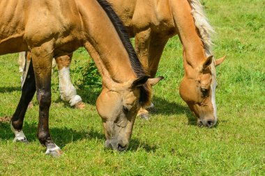Birkaç at tarlada otluyor.