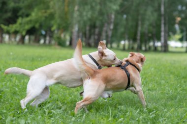 Bir çift Labrador parkta oynuyorlar. Yakından çekilmiş..