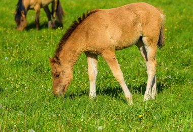 Tay tarlada otluyor.