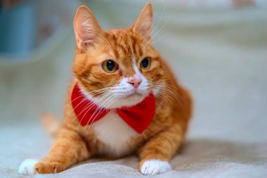 Kırmızı kelebekli kırmızı bir kedi portresi